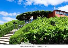 Premium Wine Grapes Growing in McLaren Vale's Mediterranean Climate
